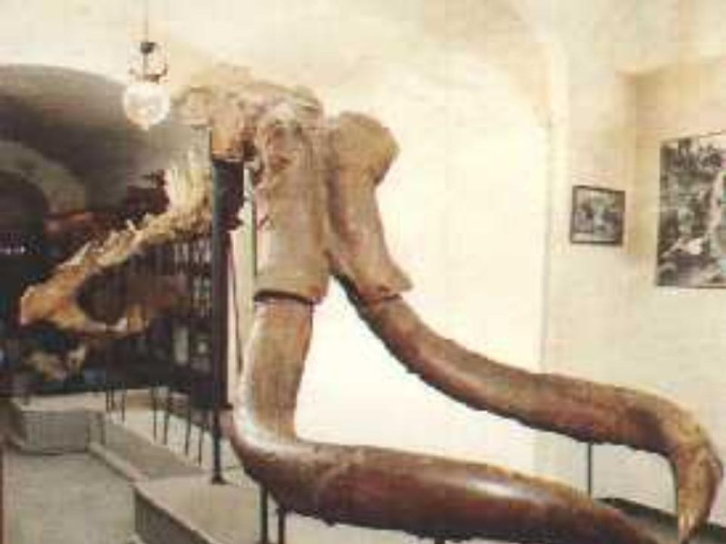Montevarchi, MUSEO PALEONTOLOGICO DI MONTEVARCHI Montevarchi, MUSEO PALEONTOLOGICO DI MONTEVARCHI