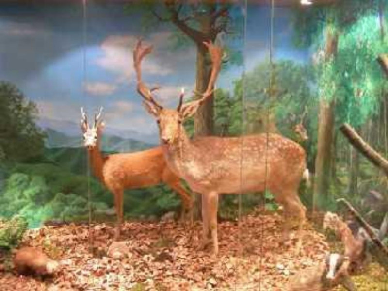 Poppi, MUSEO FORESTALE 'CARLO SIEMONI' Poppi, MUSEO FORESTALE 'CARLO SIEMONI'