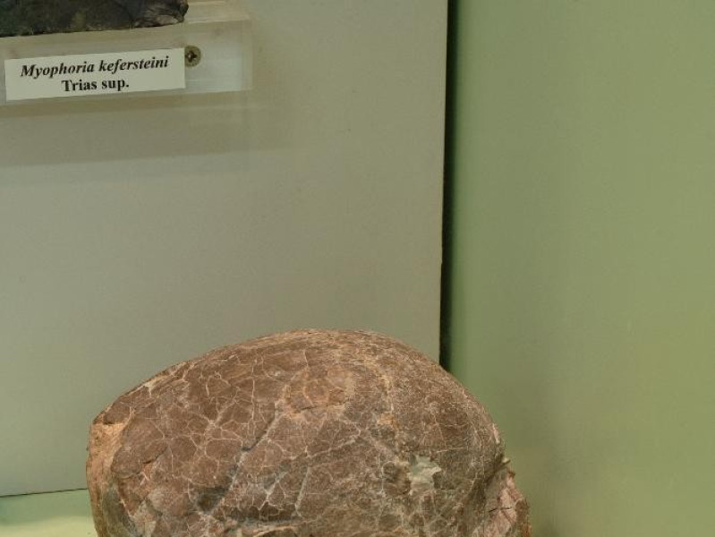 Laboratorio ecologico di Geo-paleontologia. E Fedeli, Marcello; jpg; 1417 pixels; 2126 pixels Laboratorio ecologico di Geo-paleontologia. E Fedeli, Marcello; jpg; 1417 pixels; 2126 pixels