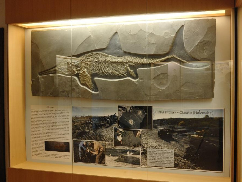 Laboratorio ecologico di Geo-paleontologia. E Fedeli, Marcello; jpg; 2126 pixels; 1417 pixels Laboratorio ecologico di Geo-paleontologia. E Fedeli, Marcello; jpg; 2126 pixels; 1417 pixels