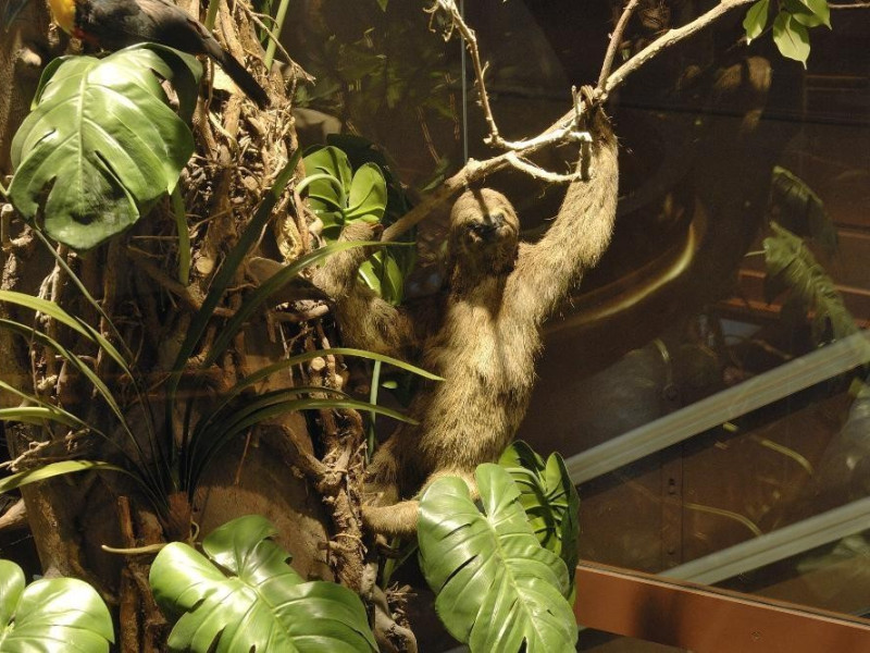 Sala espositiva. Specie arboree Fedeli, Marcello; jpg; 2126 pixels; 1417 pixels