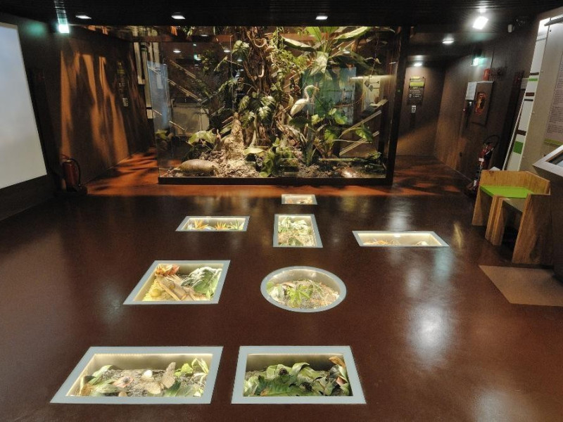 Sala espositiva. Specie arboree Fedeli, Marcello; jpg; 2126 pixels; 1417 pixels