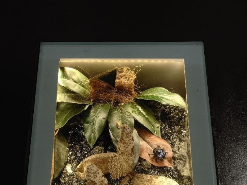 Sala espositiva. Specie arboree Fedeli, Marcello; jpg; 1417 pixels; 2126 pixels