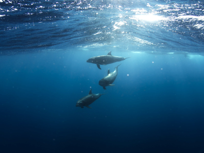 Santuario dei Cetacei Santuario dei Cetacei