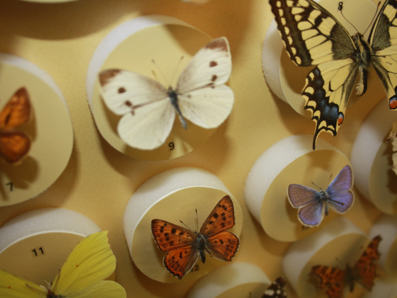 Immagine descrittiva - BY Isacco del Togno - Museo Civico di Storia Naturale Morbegno Immagine descrittiva - BY Isacco del Togno - Museo Civico di Storia Naturale Morbegno