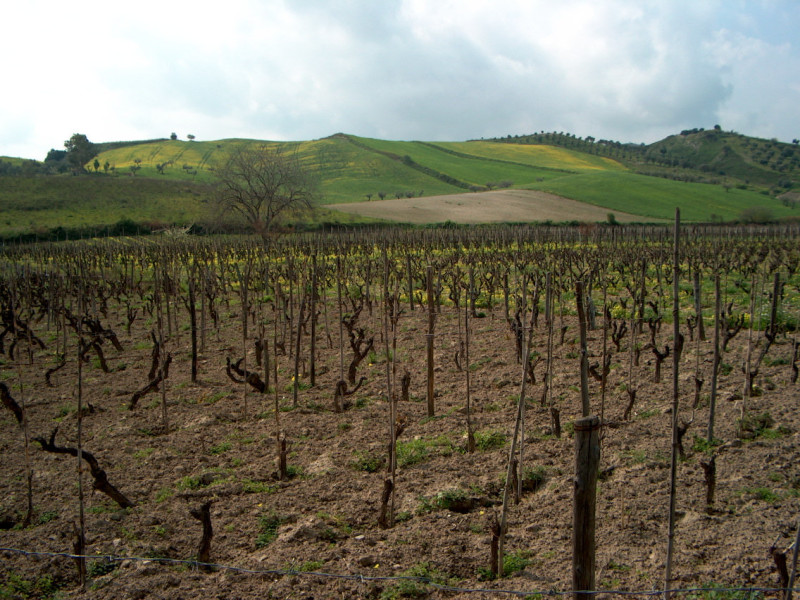Immagine descrittiva - CC BY Di Salvatore Migliari, CC BY 3.0, https://commons.wikimedia.org/w/index.php?curid=52841642 Immagine descrittiva - CC BY Di Salvatore Migliari, CC BY 3.0, https://commons.wikimedia.org/w/index.php?curid=52841642