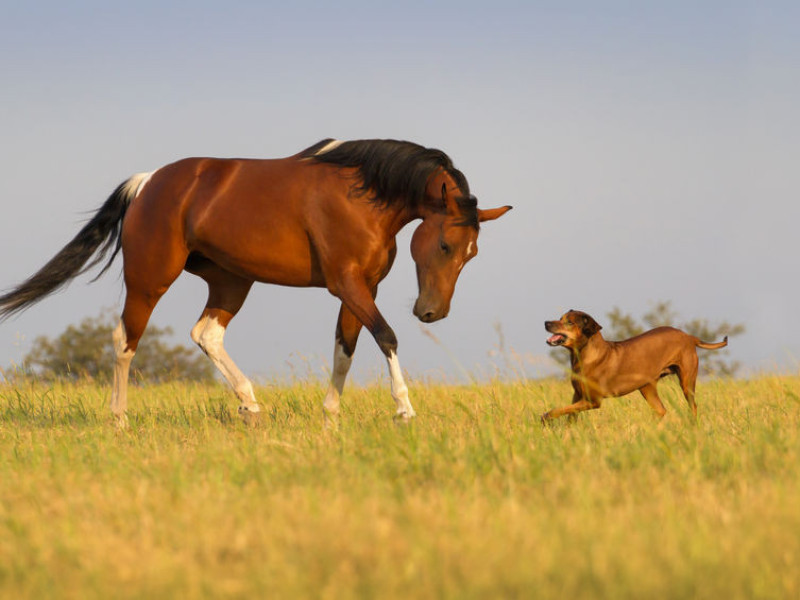 Immagine descrittiva - BY [Golubenko Svetlana/123rf]