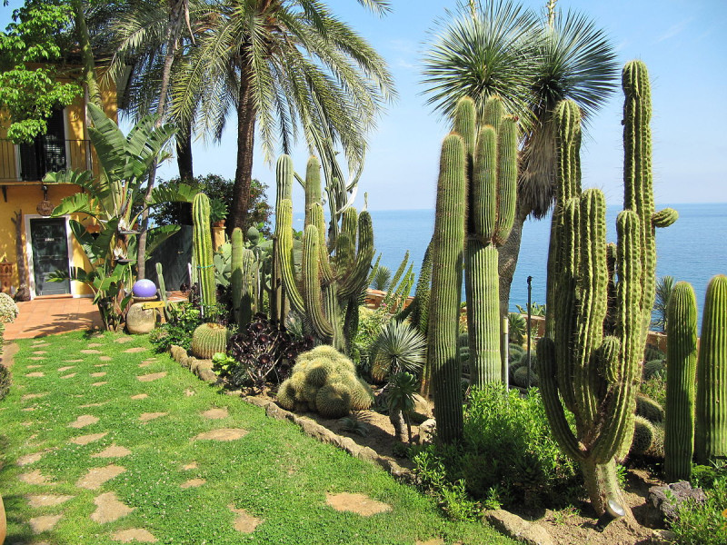 Immagine descrittiva - CC BY Di provenza - jardin exotique - giardino esotico Pallanca (Bordighera), CC BY 2.0, https://commons.wikimedia.org/w/index.php?curid=26613788 Immagine descrittiva - CC BY Di provenza - jardin exotique - giardino esotico Pallanca (Bordighera), CC BY 2.0, https://commons.wikimedia.org/w/index.php?curid=26613788