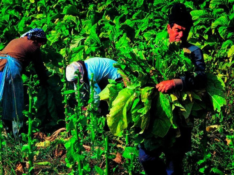 Collezione Burri-Ex seccatoi del Tabacco. Fot jpg; 768 pixels; 624 pixels Collezione Burri-Ex seccatoi del Tabacco. Fot jpg; 768 pixels; 624 pixels