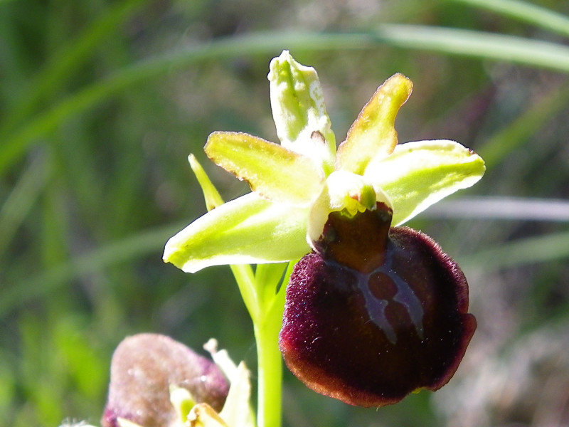 orchidea sponatea - rnr selva del lamone orchidea sponatea - rnr selva del lamone