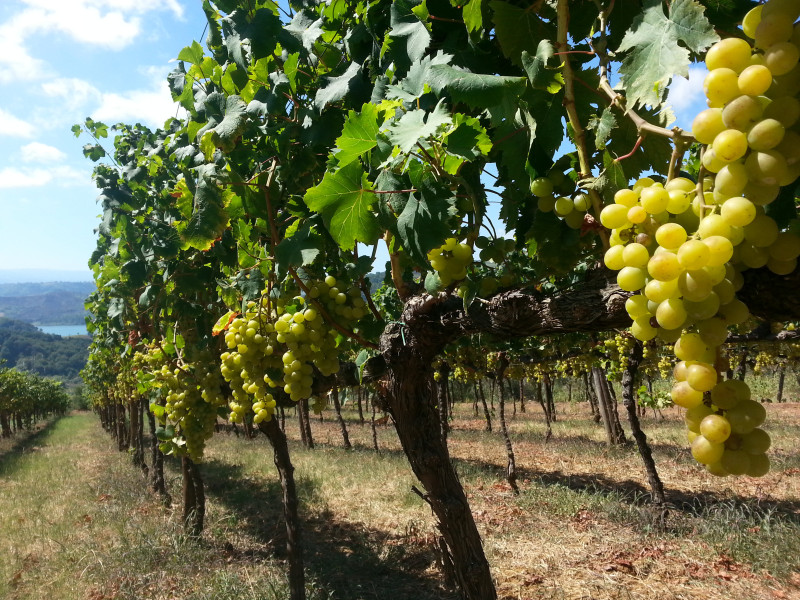 Immagine descrittiva - BY Cantine Benvenuto Immagine descrittiva - BY Cantine Benvenuto
