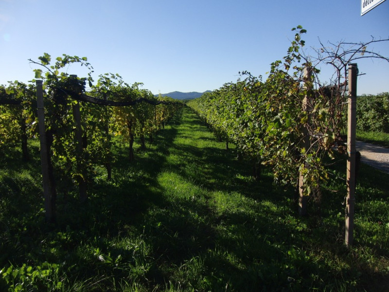 Colline del Prosecco Colline del Prosecco