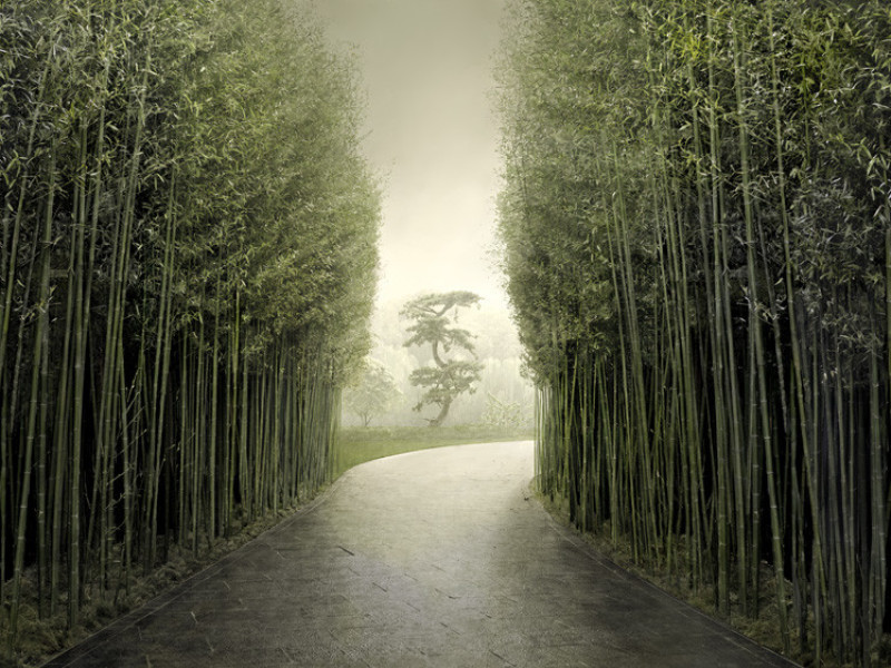 Immagine descrittiva - BY Bamboo Alley 76x152cm 2018 - Irene Kung Immagine descrittiva - BY Bamboo Alley 76x152cm 2018 - Irene Kung