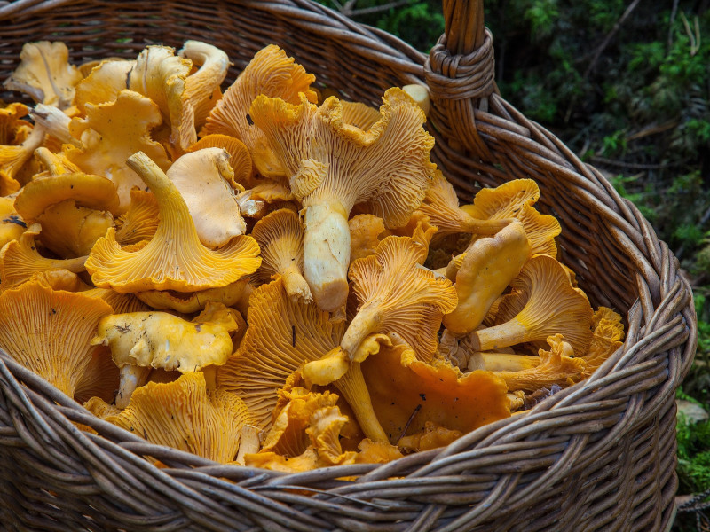 Immagine descrittiva - CC BY-SA Foto di Barbroforsberg da Pixabay Immagine descrittiva - CC BY-SA Foto di Barbroforsberg da Pixabay