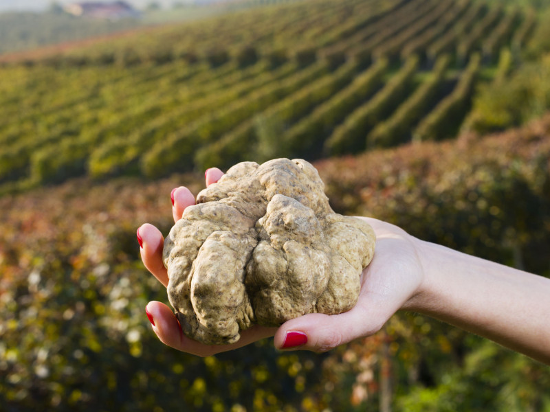 Immagine descrittiva - BY [Maurizio Milanesio/123rf] 