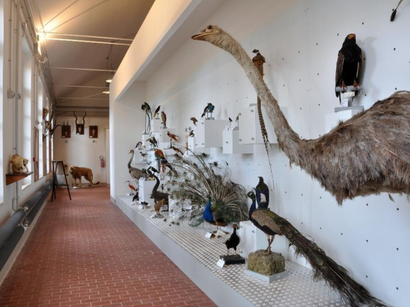 Campioni zoologici Bovini, Mirko; jpg; 4288 pixels; 2848 pixels Campioni zoologici Bovini, Mirko; jpg; 4288 pixels; 2848 pixels