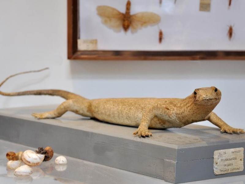 Campioni zoologici Bovini, Mirko; jpg; 4087 pixels; 2715 pixels Campioni zoologici Bovini, Mirko; jpg; 4087 pixels; 2715 pixels