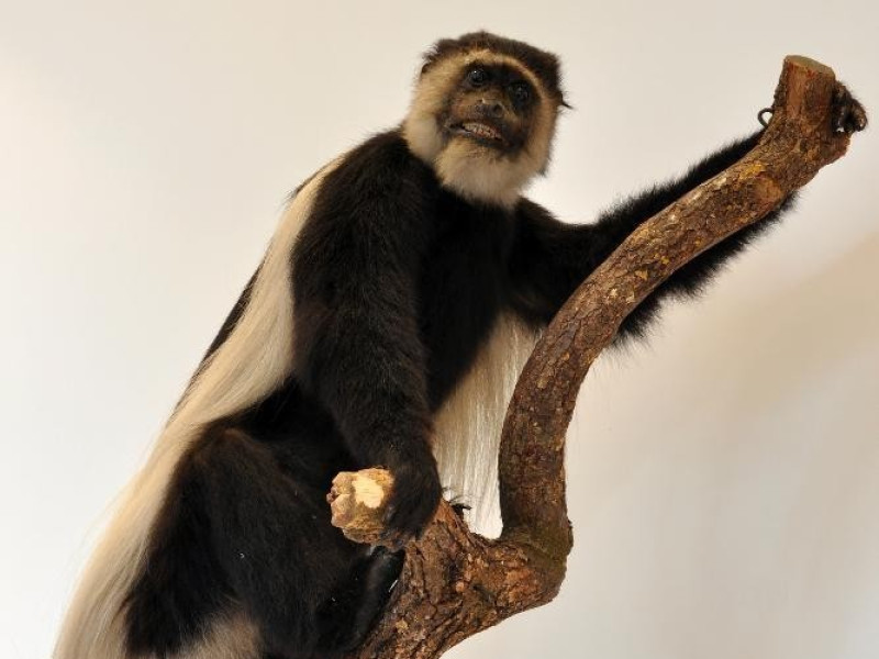 Campioni zoologici Bovini, Mirko; jpg; 2520 pixels; 3776 pixels Campioni zoologici Bovini, Mirko; jpg; 2520 pixels; 3776 pixels