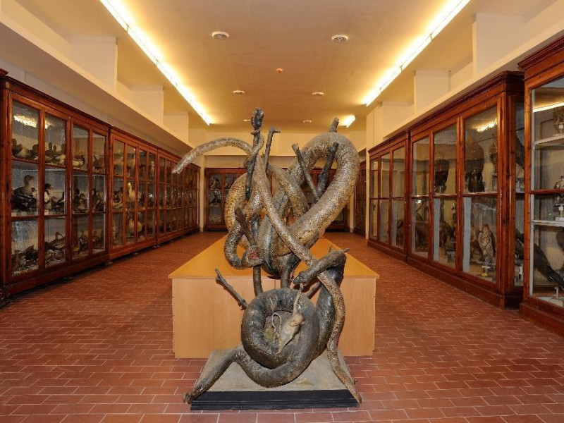 Campioni zoologici Bovini, Mirko; jpg; 4020 pixels; 2676 pixels Campioni zoologici Bovini, Mirko; jpg; 4020 pixels; 2676 pixels