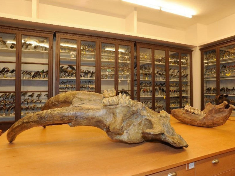 Campioni zoologici Bovini, Mirko; jpg; 4256 pixels; 2832 pixels Campioni zoologici Bovini, Mirko; jpg; 4256 pixels; 2832 pixels