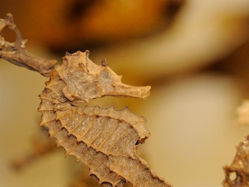 Campioni zoologici Bovini, Mirko; jpg; 1620 pixels; 2336 pixels Campioni zoologici Bovini, Mirko; jpg; 1620 pixels; 2336 pixels