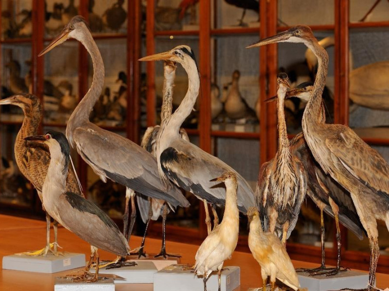 Campioni zoologici Bovini, Mirko; jpg; 4159 pixels; 2767 pixels Campioni zoologici Bovini, Mirko; jpg; 4159 pixels; 2767 pixels