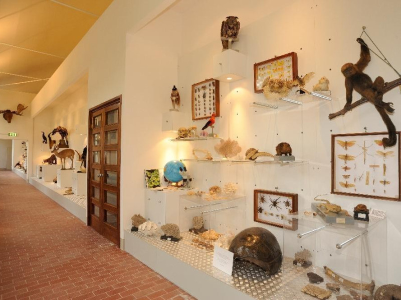 Campioni zoologici Bovini, Mirko; jpg; 4256 pixels; 2832 pixels Campioni zoologici Bovini, Mirko; jpg; 4256 pixels; 2832 pixels