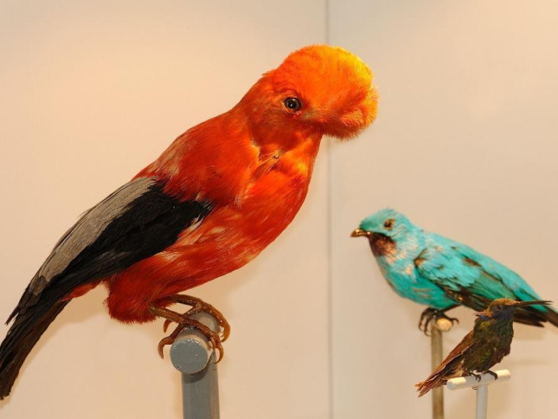 Campioni zoologici Bovini, Mirko; jpg; 3776 pixels; 2513 pixels Campioni zoologici Bovini, Mirko; jpg; 3776 pixels; 2513 pixels