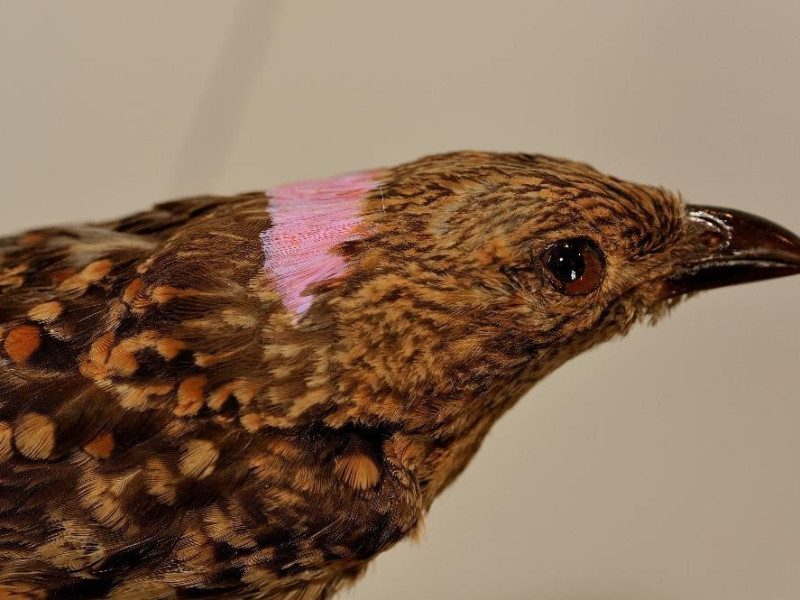 Campioni zoologici Bovini, Mirko; jpg; 3825 pixels; 2545 pixels Campioni zoologici Bovini, Mirko; jpg; 3825 pixels; 2545 pixels