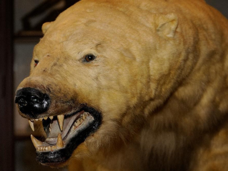 Campioni zoologici Bovini, Mirko; jpg; 4156 pixels; 2765 pixels Campioni zoologici Bovini, Mirko; jpg; 4156 pixels; 2765 pixels