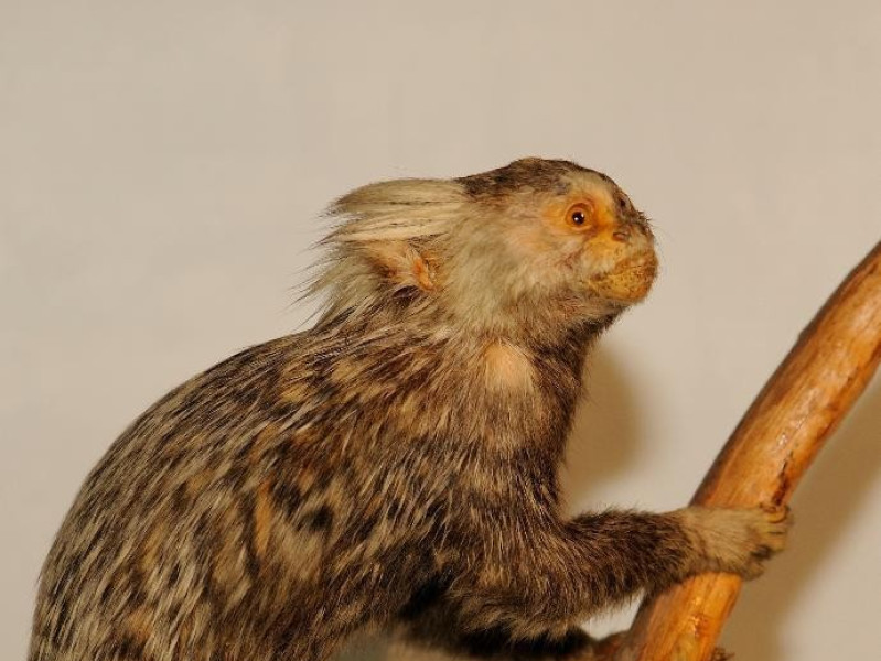 Campioni zoologici Bovini, Mirko; jpg; 1956 pixels; 2832 pixels Campioni zoologici Bovini, Mirko; jpg; 1956 pixels; 2832 pixels