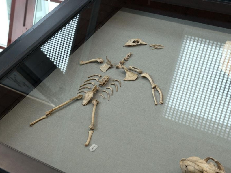 Scheletro Fedeli, Marcello; jpg; 2126 pixels; 1417 pixels Scheletro Fedeli, Marcello; jpg; 2126 pixels; 1417 pixels