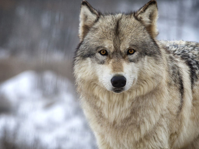 Immagine descrittiva - BY [Lynn Bystrom/123rf]  