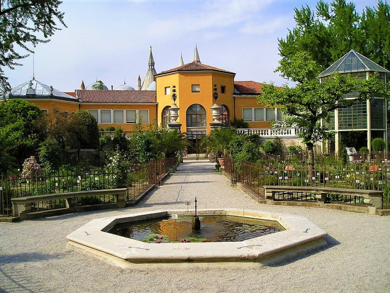 Immagine descrittiva - BY Di Semolo75 - Picture taken by Semolo75 in the Botanical Garden of Padua, Pubblico dominio, https://commons.wikimedia.org/w/index.php?curid=763449 Immagine descrittiva - BY Di Semolo75 - Picture taken by Semolo75 in the Botanical Garden of Padua, Pubblico dominio, https://commons.wikimedia.org/w/index.php?curid=763449