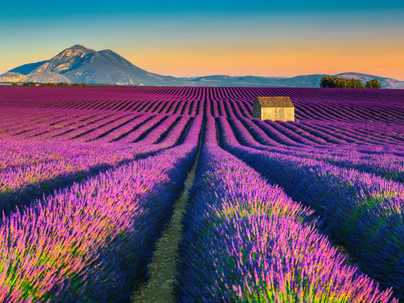 Immagine descrittiva - BY [123rf/Janos Gaspar]