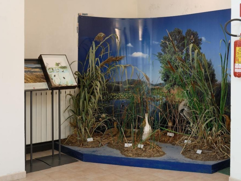 Museo naturalistico del parco di Colfiorito.  Fedeli, Marcello; jpg; 2126 pixels; 1417 pixels Museo naturalistico del parco di Colfiorito.  Fedeli, Marcello; jpg; 2126 pixels; 1417 pixels