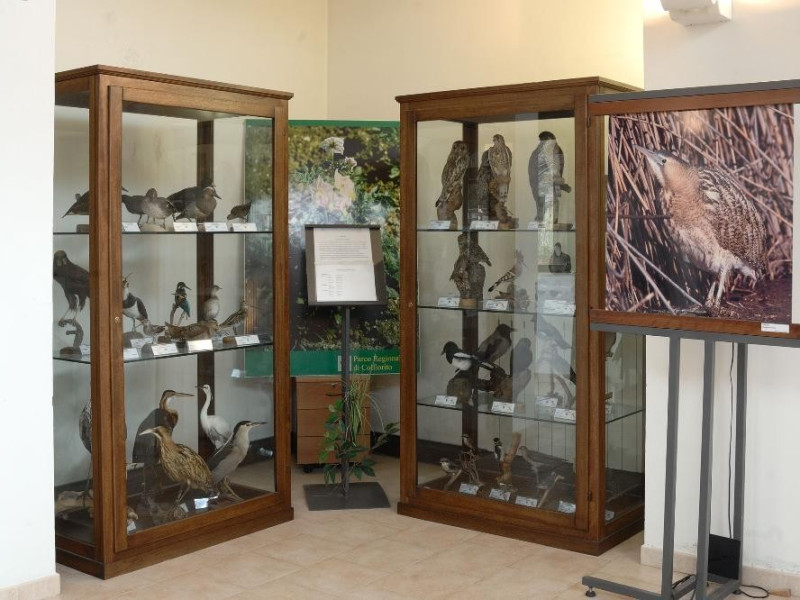 Museo naturalistico del parco di Colfiorito.  Fedeli, Marcello; jpg; 2126 pixels; 1417 pixels Museo naturalistico del parco di Colfiorito.  Fedeli, Marcello; jpg; 2126 pixels; 1417 pixels