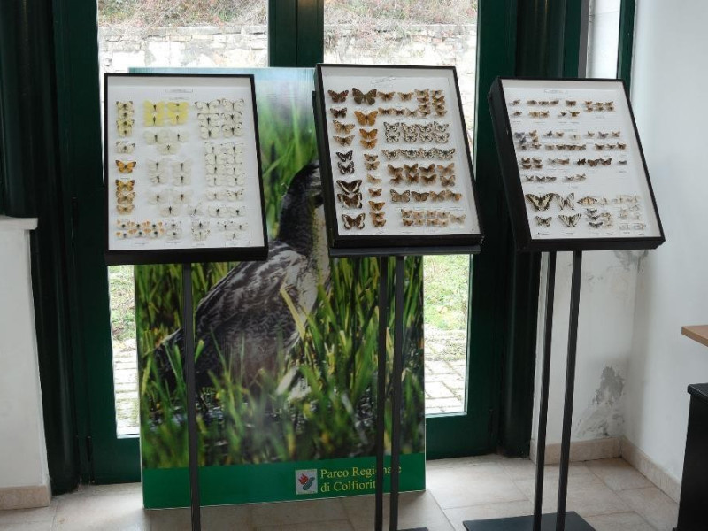 Museo naturalistico del parco di Colfiorito.  Fedeli, Marcello; jpg; 2126 pixels; 1417 pixels Museo naturalistico del parco di Colfiorito.  Fedeli, Marcello; jpg; 2126 pixels; 1417 pixels