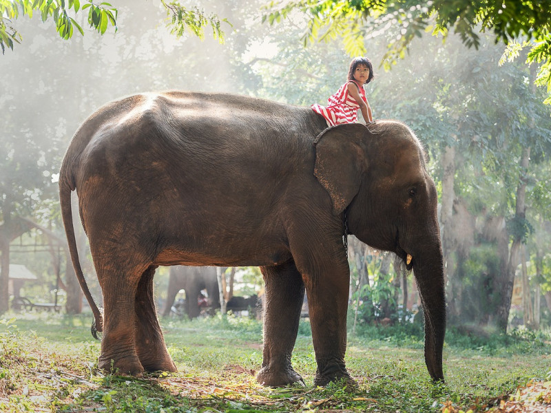 Immagine descrittiva - BY Foto di Sasin Tipchai da Pixabay Immagine descrittiva - BY Foto di Sasin Tipchai da Pixabay