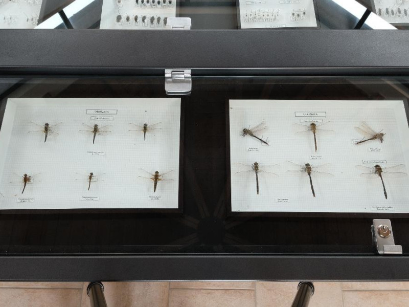 Museo naturalistico del parco di Colfiorito.  Fedeli, Marcello; jpg; 2126 pixels; 1417 pixels Museo naturalistico del parco di Colfiorito.  Fedeli, Marcello; jpg; 2126 pixels; 1417 pixels