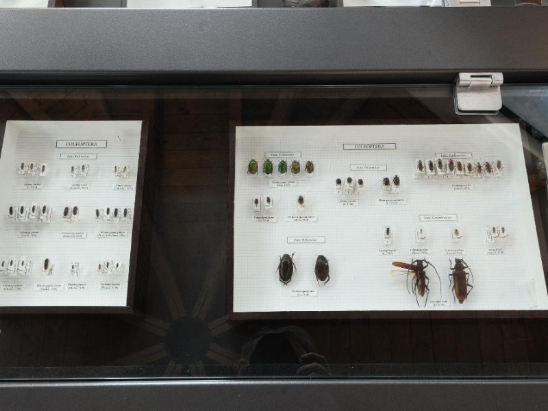 Museo naturalistico del parco di Colfiorito.  Fedeli, Marcello; jpg; 2126 pixels; 1417 pixels Museo naturalistico del parco di Colfiorito.  Fedeli, Marcello; jpg; 2126 pixels; 1417 pixels