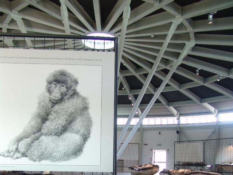 Museo Paleontologico "Luigi Boldrini" di Piet Bovini, Mirko; jpg; 2448 pixels; 3264 pixels Museo Paleontologico "Luigi Boldrini" di Piet Bovini, Mirko; jpg; 2448 pixels; 3264 pixels