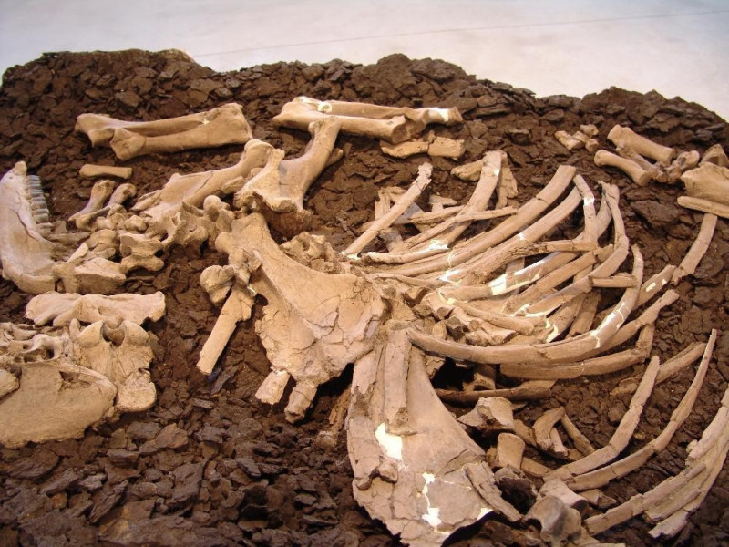 Museo Paleontologico "Luigi Boldrini" di Piet Bovini, Mirko; jpg; 3264 pixels; 2448 pixels Museo Paleontologico "Luigi Boldrini" di Piet Bovini, Mirko; jpg; 3264 pixels; 2448 pixels