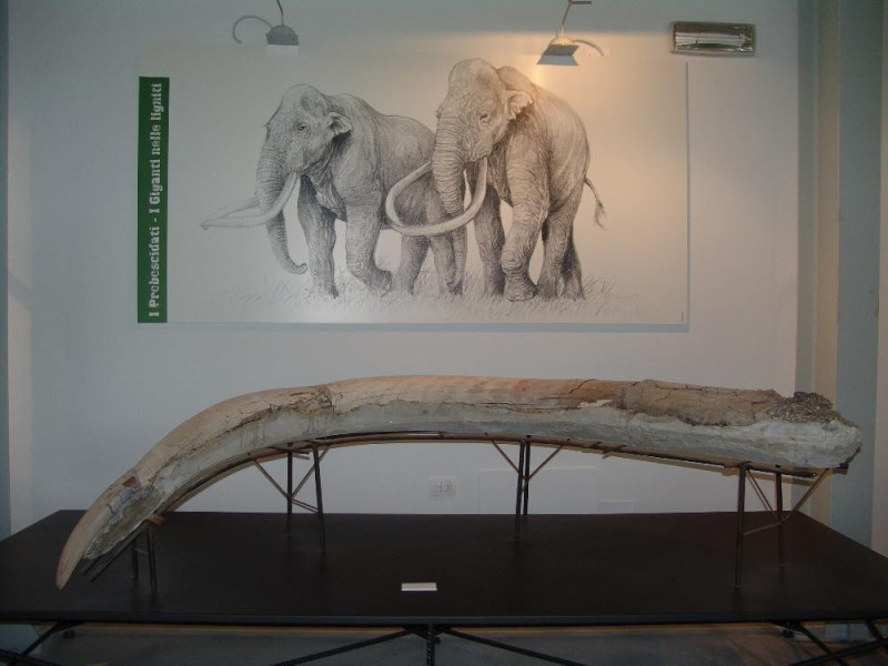 Museo Paleontologico "Luigi Boldrini" di Piet Bovini, Mirko; jpg; 3264 pixels; 2448 pixels Museo Paleontologico "Luigi Boldrini" di Piet Bovini, Mirko; jpg; 3264 pixels; 2448 pixels