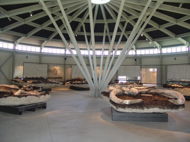Museo Paleontologico "Luigi Boldrini" di Piet Bovini, Mirko; jpg; 3264 pixels; 2448 pixels Museo Paleontologico "Luigi Boldrini" di Piet Bovini, Mirko; jpg; 3264 pixels; 2448 pixels