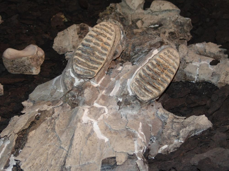 Museo Paleontologico "Luigi Boldrini" di Piet Bovini, Mirko; jpg; 3264 pixels; 2448 pixels Museo Paleontologico "Luigi Boldrini" di Piet Bovini, Mirko; jpg; 3264 pixels; 2448 pixels