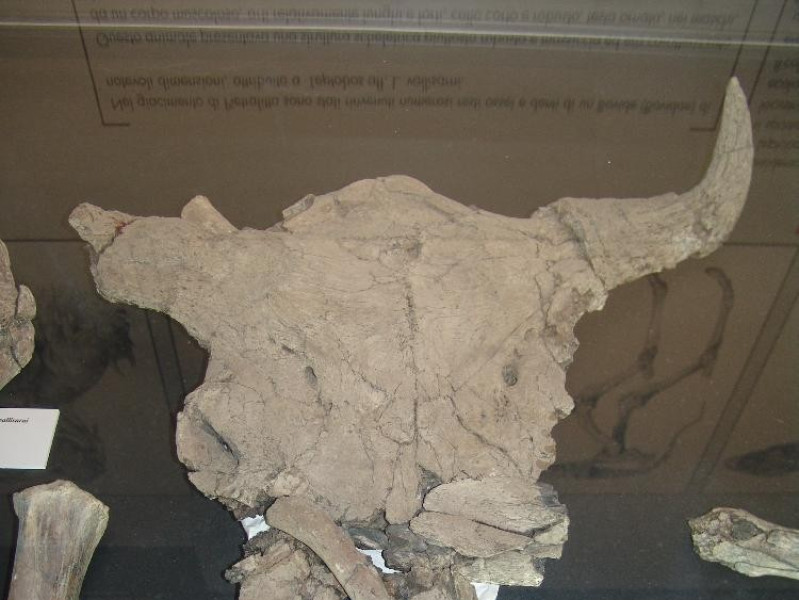 Museo Paleontologico "Luigi Boldrini" di Piet Bovini, Mirko; jpg; 2448 pixels; 3264 pixels Museo Paleontologico "Luigi Boldrini" di Piet Bovini, Mirko; jpg; 2448 pixels; 3264 pixels