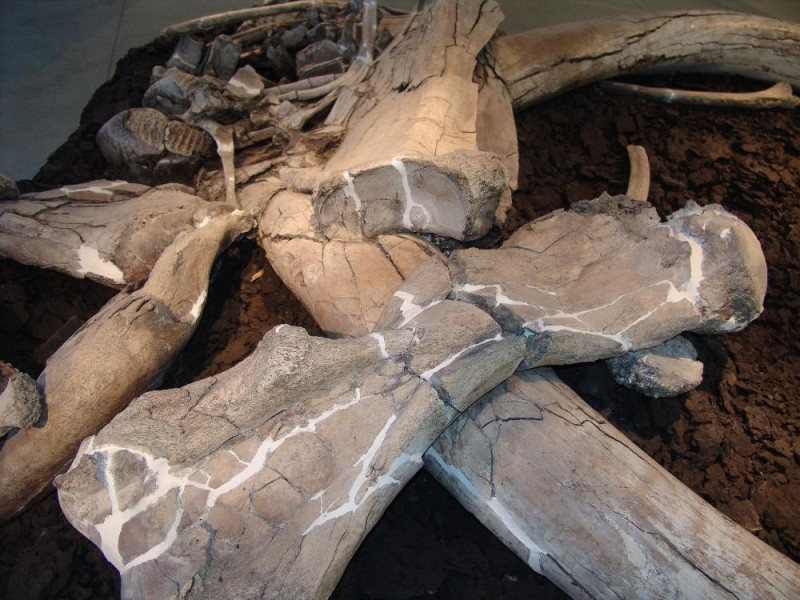 Museo Paleontologico "Luigi Boldrini" di Piet Bovini, Mirko; jpg; 3264 pixels; 2448 pixels Museo Paleontologico "Luigi Boldrini" di Piet Bovini, Mirko; jpg; 3264 pixels; 2448 pixels