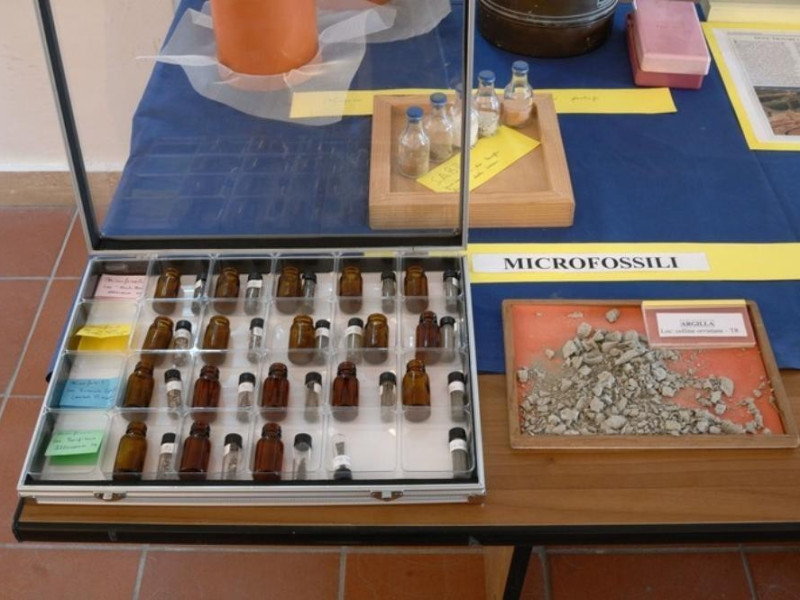 Interno. Microfossili. Fedeli, Marcello; jpg; 768 pixels; 511 pixels Interno. Microfossili. Fedeli, Marcello; jpg; 768 pixels; 511 pixels