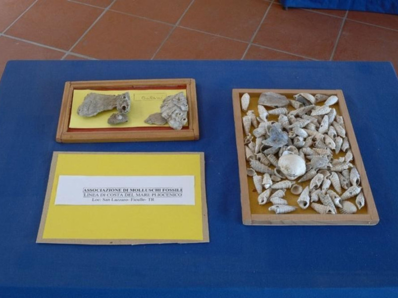 Interno. Molluschi fossili. Fedeli, Marcello; jpg; 768 pixels; 511 pixels Interno. Molluschi fossili. Fedeli, Marcello; jpg; 768 pixels; 511 pixels